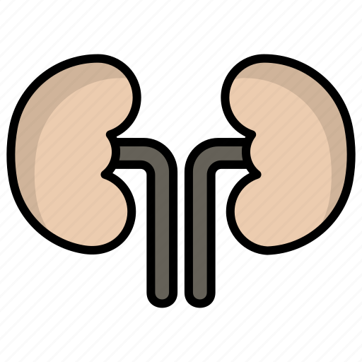 Kidneys, organ, anatomy, medical, kidney, human, body icon - Download on Iconfinder