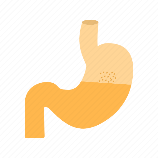 Stomach, medical, care, health icon - Download on Iconfinder