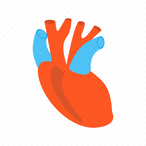 Heart, medical, anatomy, health icon - Download on Iconfinder