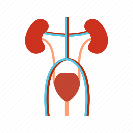 Excretory, anatomy, organ, urology icon - Download on Iconfinder