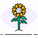 sun flower, flower, nature, plant, spring, leaf, green, blossom, farming