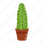 cactus pot, desert plant, cacti pot, cactus plant, houseplant 