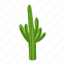 cactus pot, desert plant, cacti pot, cactus plant, houseplant