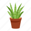 cactus pot, desert plant, cacti pot, cactus plant, houseplant 
