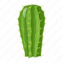 cactus pot, desert plant, cacti pot, cactus plant, houseplant