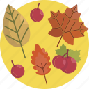 thanksgiving, autum, maple, leaves, autumn, leaf, fall