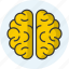 brain, neuro, intelligence, brainstorm, head, organ 