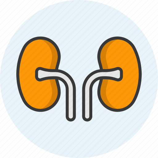 Kidney, anatomy, organ, urinate, body part icon - Download on Iconfinder