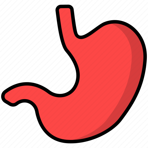 Stomach, digest, organ, digestion, gastroenterology, anatomy icon - Download on Iconfinder