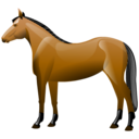 animal, horse