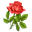 flower, plant, rose 