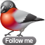 animal, bird, bullfinch, twitter 