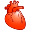 cardiology, heart 