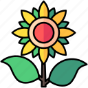 flower, gardening, sunflower, agriculture