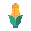 corn, maize, food, vegetable, farm