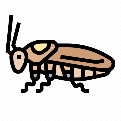 Cockroach, dirty, infestation, insect, pest icon - Download on Iconfinder