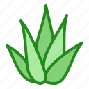 aloe, leaves, plant, succulent, vera