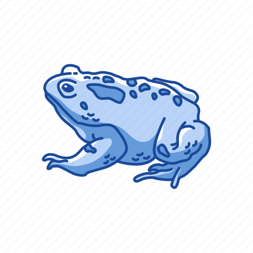 American toad, amphibians, animal, frog, toad icon - Download on Iconfinder