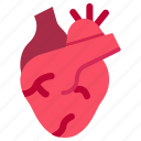 anatomy, heart, blood, pumping, organ, part, person, body, human
