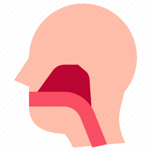 Anatomy, throat, sinus, head, treatment, health, healthcare icon - Download on Iconfinder