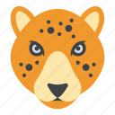 animal, leopard, lion, panthera leo, tiger