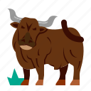 bull, ox, cow, animal