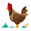 chicken, cock, hen, animal