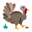 turkey, chicken, zoo, animal 