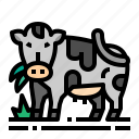 cow, wildlife, zoo, animal