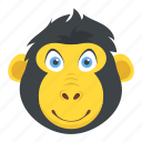 chimpanzee, gorilla, macaque, monkey face, zoo animal