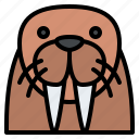 walrus, animal, face, avatar, nature, sea