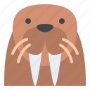 walrus, animal, face, avatar, nature, sea