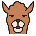 alpaca, animal, llama, mammal, wildlife, zoo