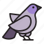 bird, animal, pet, pigeon 