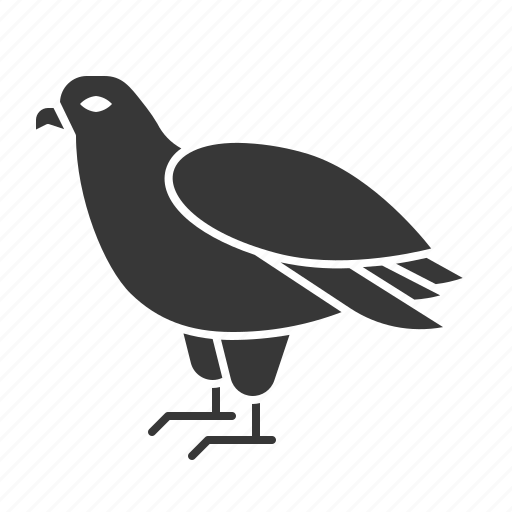 Animal, bird, eagle, wildlife, zoo icon - Download on Iconfinder