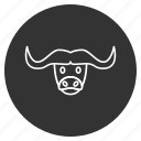 animal, buffalo, bull, cow head, horns, wild, wildlife