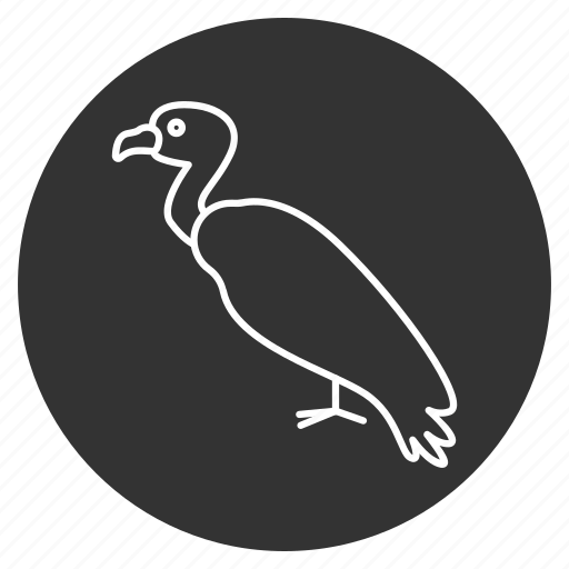 Bird, griffin, hawk, kite, neophron, predator, vulture icon - Download on Iconfinder