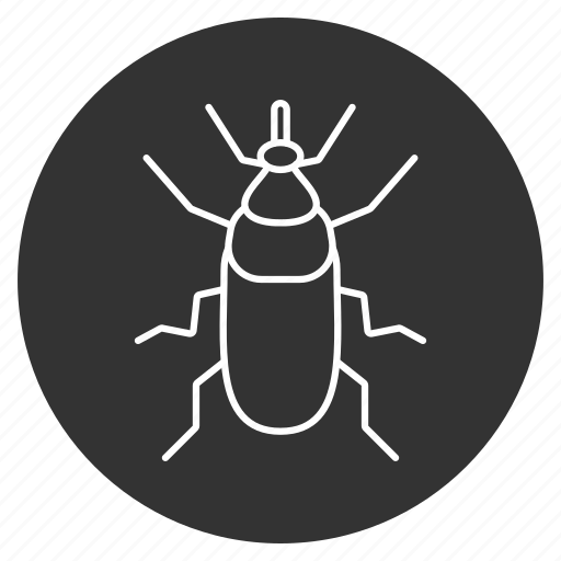 Animal, beetle, bug, fly, insect, nature, weevil icon - Download on Iconfinder