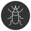 animal, beetle, bug, fly, insect, nature, weevil 