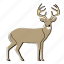 buck, animal, deer, mammal, reindeer, wildlife, woods 