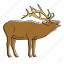 elk, animal, canada, mammal, wildlife 