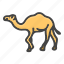 camel, camels, unta, desert, animal, wildlife 