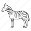animal, zebra, mammal, africa 