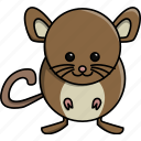 animal, cute, domestic, mouse, nature, rat
