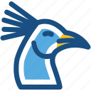 bird, peacock, peafowl, peahen, zoo