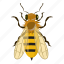 bee, cartoon, fly, honey, insect, insects, yellow 