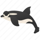 killer, mammal, ocean, orca, whale