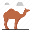 hump, camelus, camel, desert animal, dromedary
