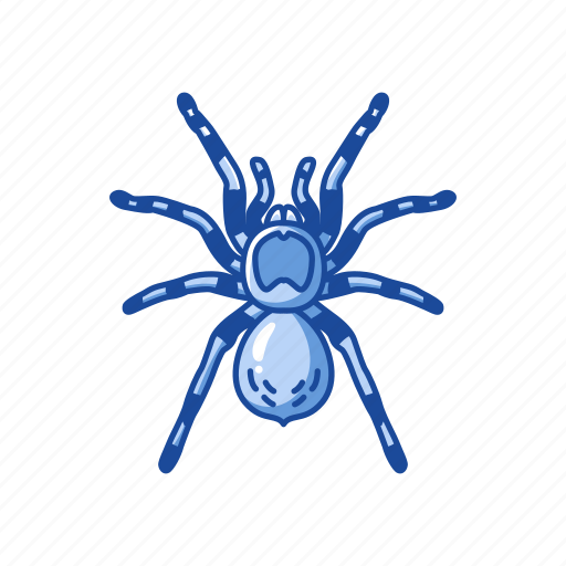 Animal, arachnid, bird-eating spider, spider, tarantula icon - Download on Iconfinder