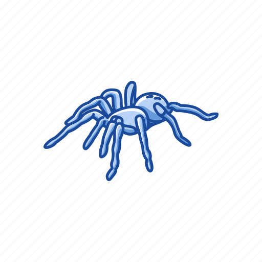 Animal, arachnid, bird-eating spider, spider, tarantula icon - Download on Iconfinder